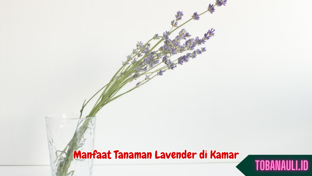 manfaat bunga lavender untuk kesehatan 4