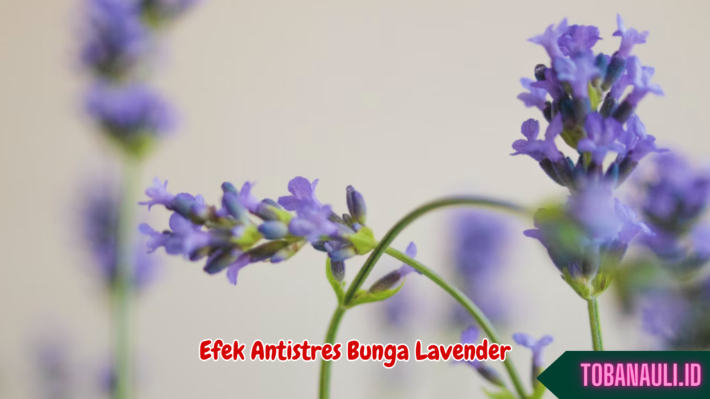 manfaat bunga lavender untuk kesehatan 2