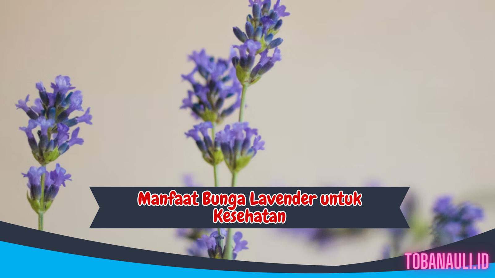 manfaat bunga lavender untuk kesehatan
