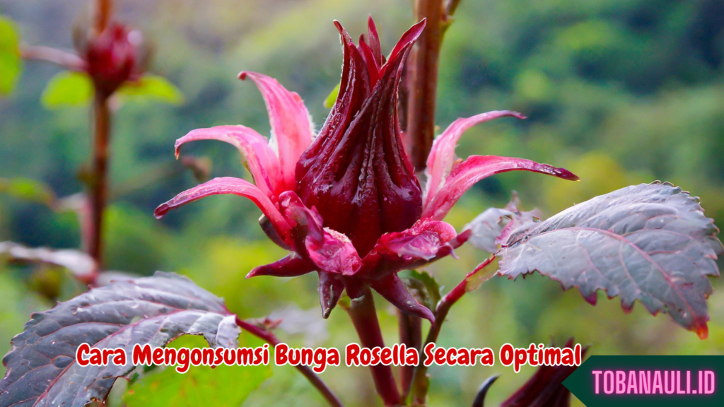 Manfaat Bunga Rosella untuk Kesehatan 3