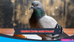 Manfaat Merica untuk Merpati