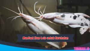 Manfaat Ikan Lele untuk Kesehatan