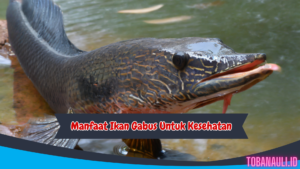 Manfaat Ikan Gabus Untuk Kesehatan