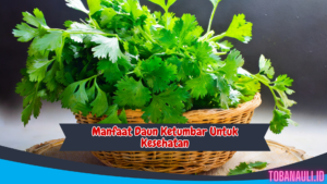 Manfaat Daun Ketumbar untuk Kesehatan