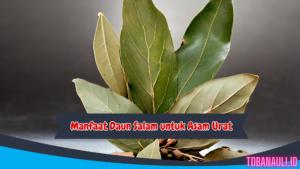 Manfaat Daun Salam untuk Asam Urat