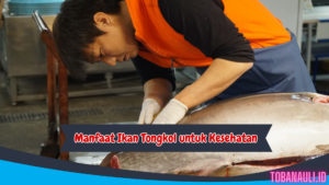 Manfaat Ikan Tongkol untuk Kesehatan