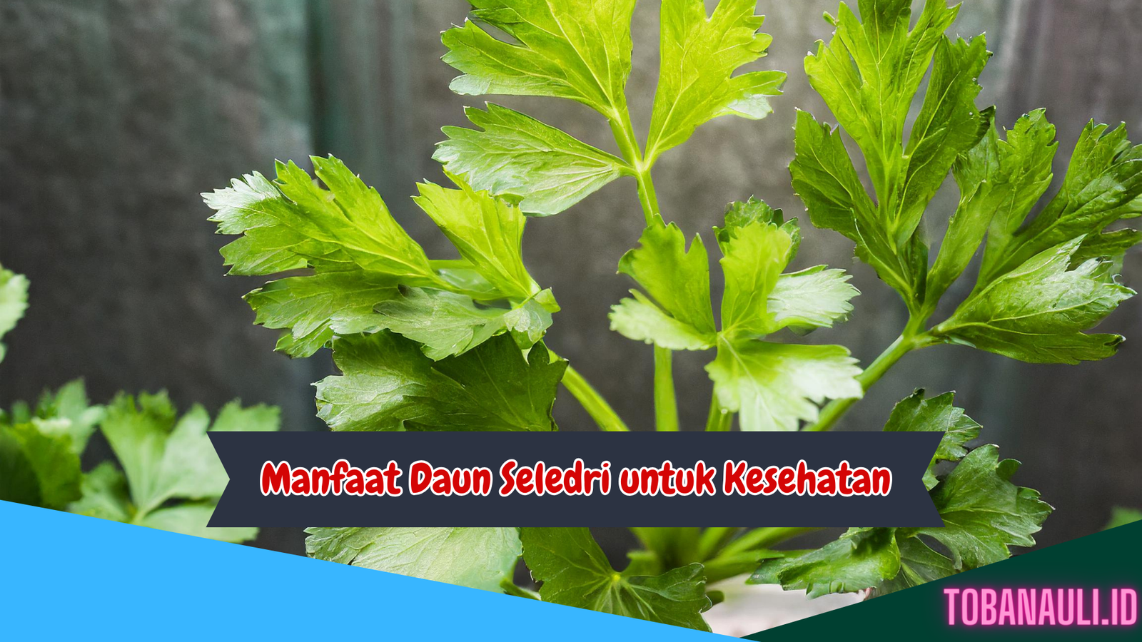 Manfaat Daun Seledri untuk Kesehatan