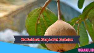 Manfaat Buah Kecapi untuk Kesehatan