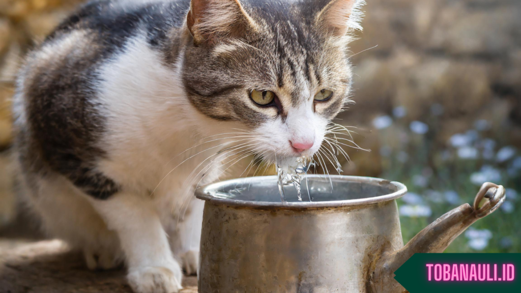 Manfaat Air Garam untuk Kucing