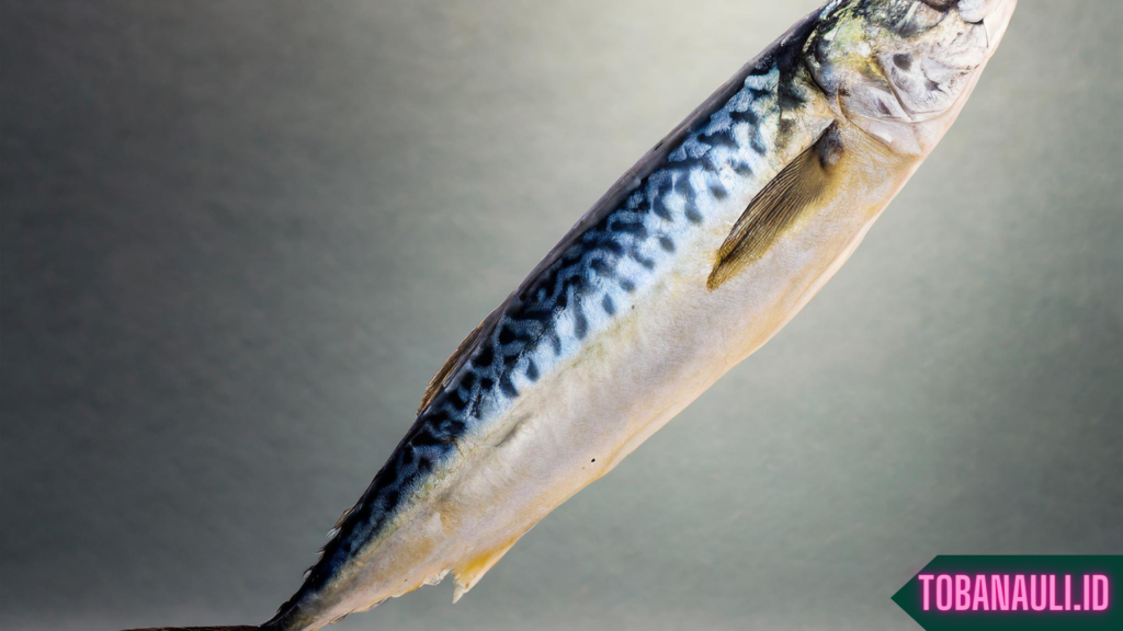 Manfaat Ikan Kembung untuk Kesehatan