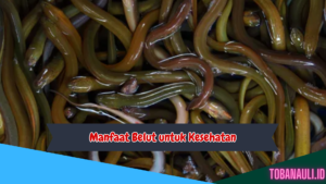 Manfaat Belut bagi Kesehatan