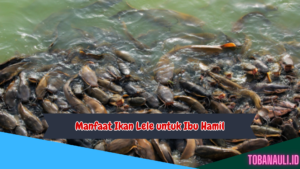 Manfaat Ikan Lele untuk Ibu Hamil