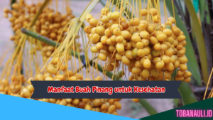 Manfaat Buah Pinang untuk Kesehatan