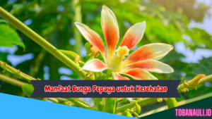 Manfaat Bunga Pepaya untuk Kesehatan