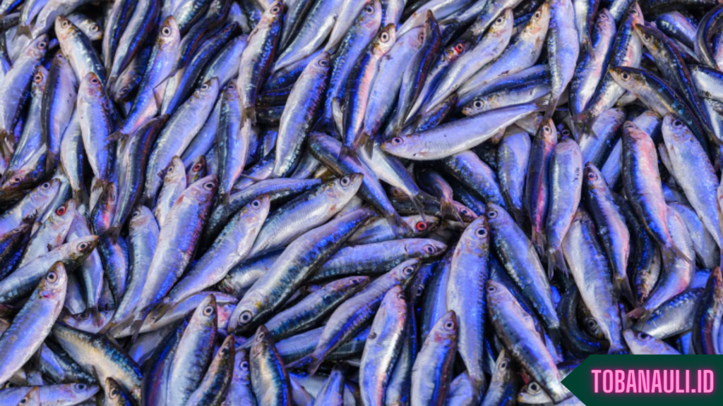 Manfaat Ikan Teri untuk Kesehatan