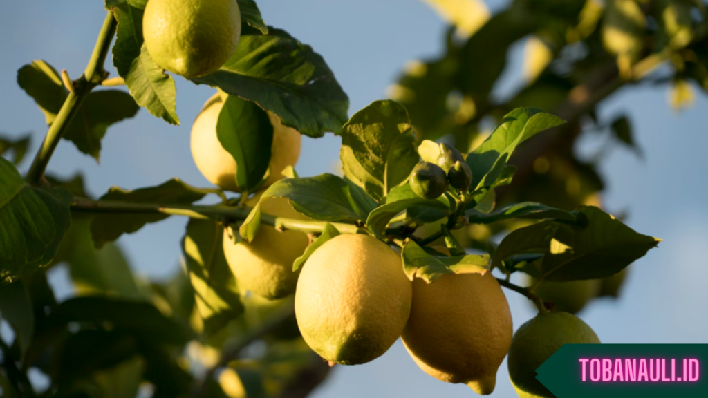 Manfaat Buah Lemon untuk Kesehatan