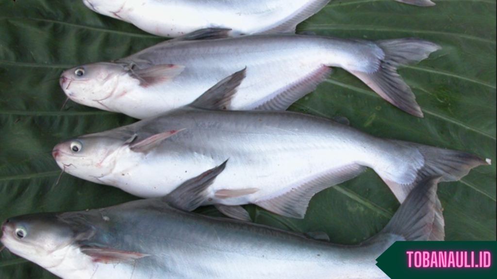 Manfaat Ikan Patin untuk Kesehatan