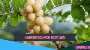 Manfaat Buah Duku untuk Kulit