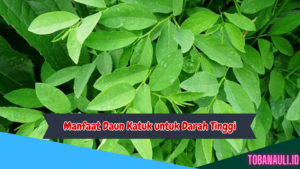 Manfaat Daun Katuk untuk Darah Tinggi