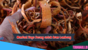 Manfaat Kayu Secang untuk Asam Lambung