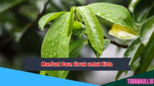 Manfaat Daun Sirsak untuk Kista