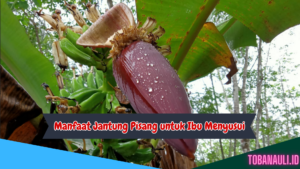 Manfaat Jantung Pisang untuk Ibu Menyusui