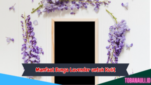 Manfaat Bunga Lavender untuk Kulit