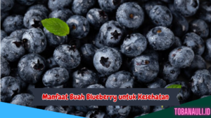 Manfaat Buah Blueberry untuk Kesehatan