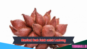 Manfaat Buah Salak untuk Lambung