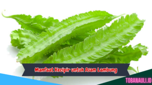 Manfaat Kecipir untuk Asam Lambung