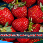 Manfaat Buah Strawberry untuk Anak