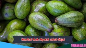 Manfaat Buah Alpukat untuk Ginjal