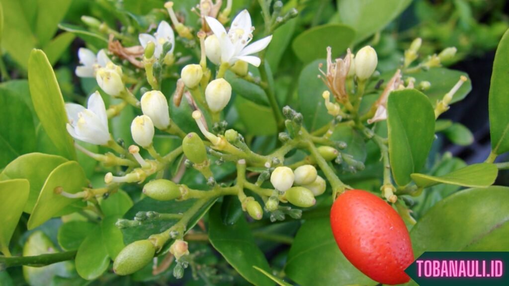 Manfaat Daun Kemuning untuk Wajah