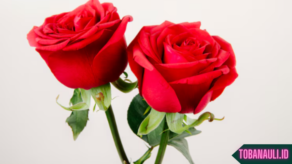 Manfaat Bunga Mawar untuk Kecantikan
