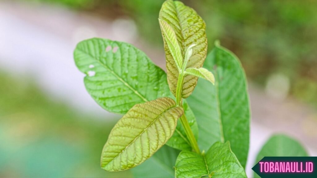 Manfaat Daun Jambu Biji untuk Rambut