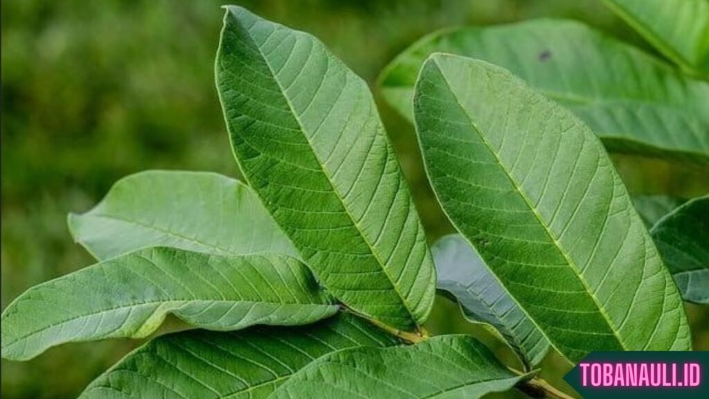 Manfaat Daun Jambu Biji untuk Rambut