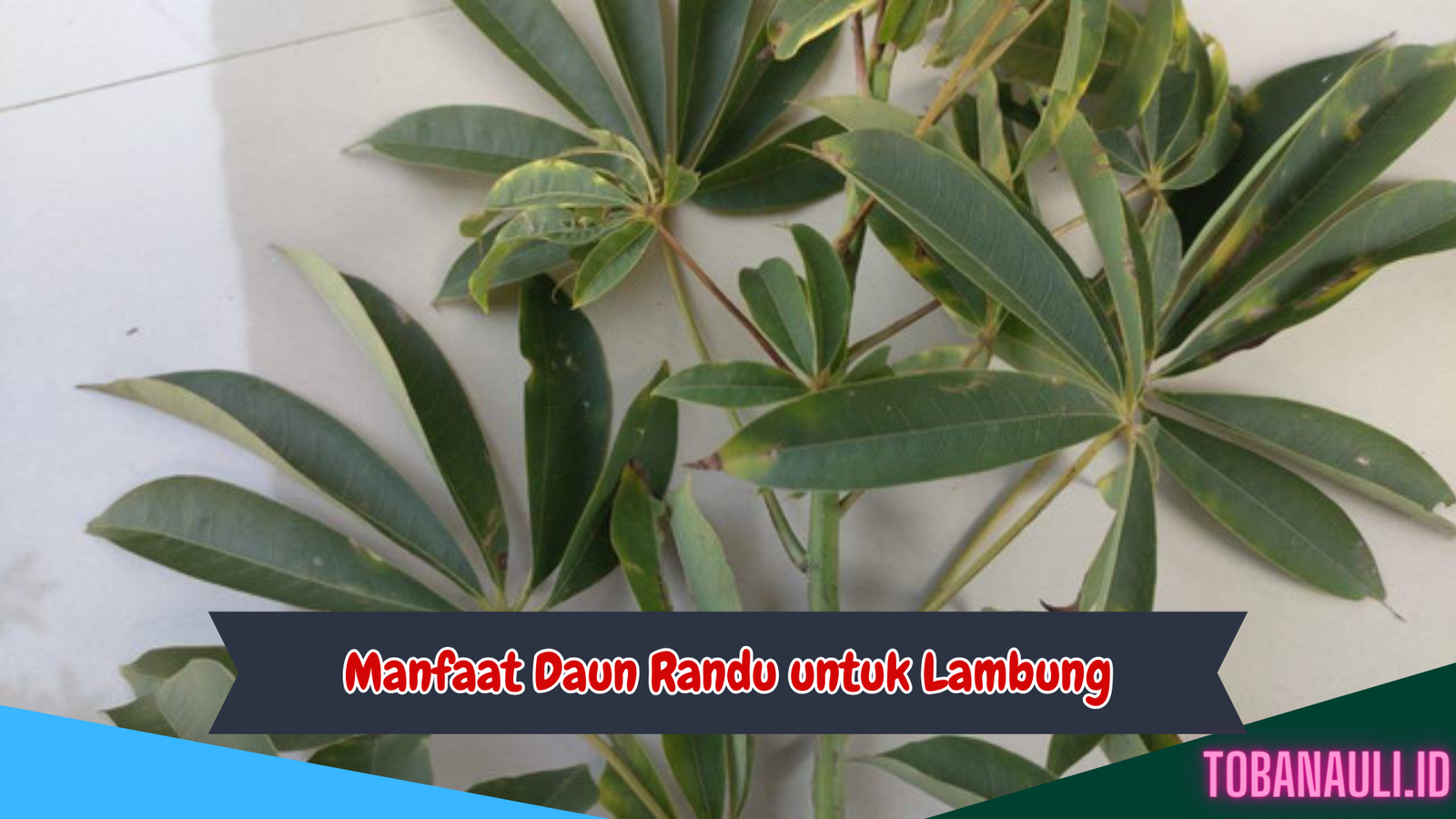 Manfaat Daun Randu untuk Lambung