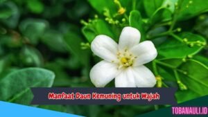 Manfaat Daun Kemuning untuk Wajah