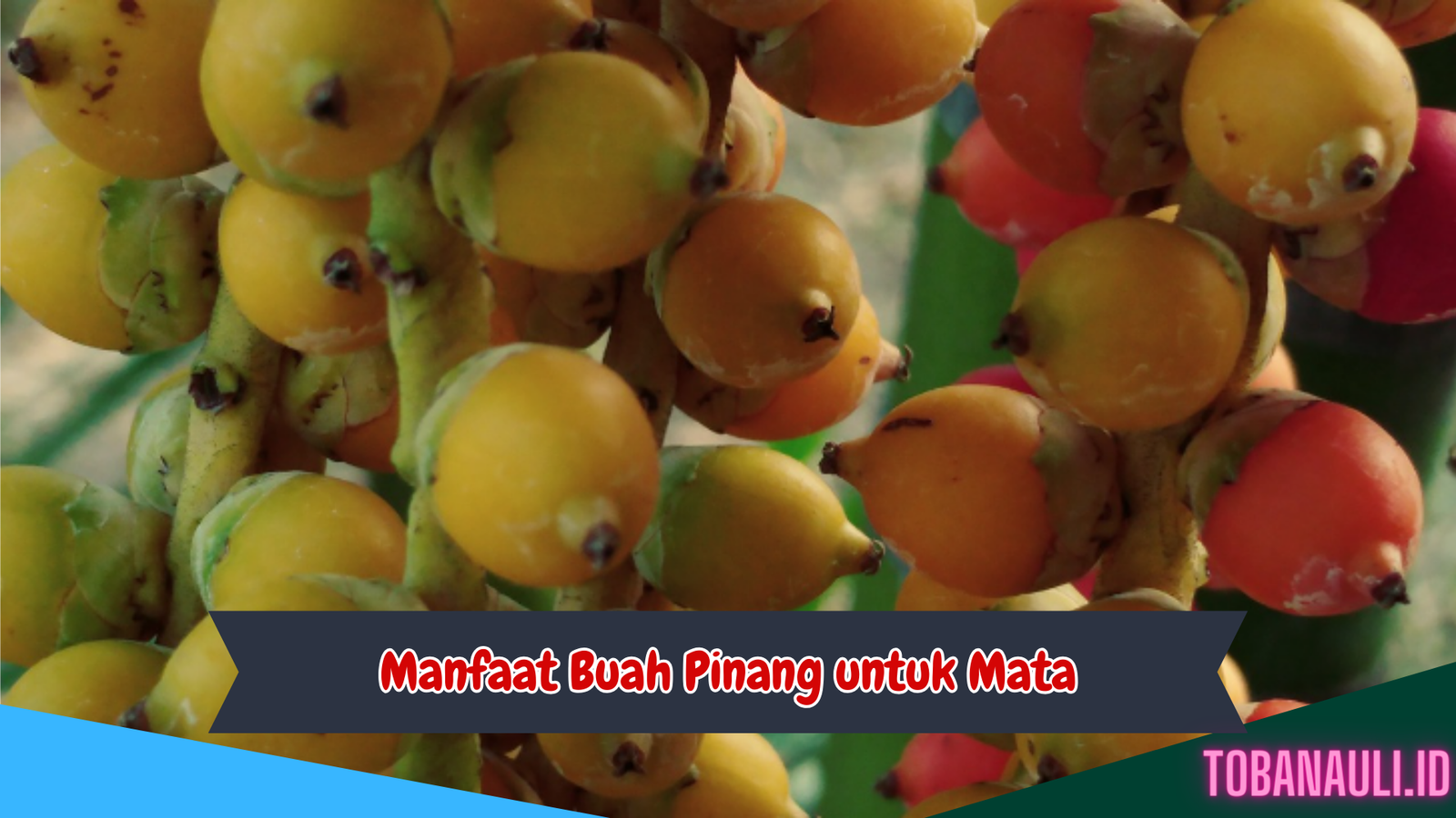 Manfaat Buah Pinang untuk Mata