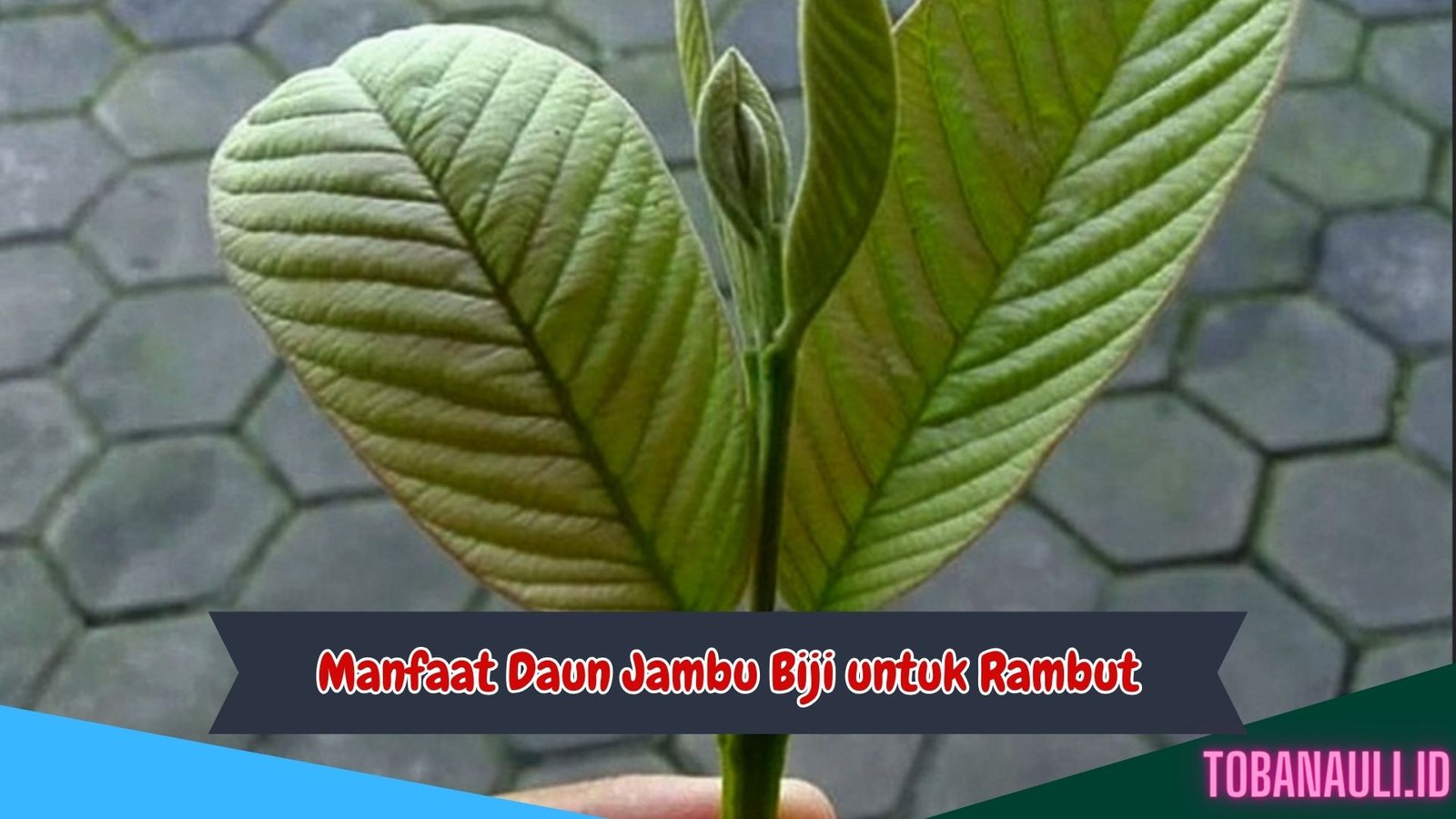 Manfaat Daun Jambu Biji untuk Rambut