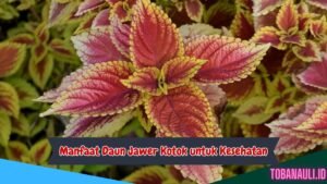 Manfaat Daun Jawer Kotok untuk Kesehatan