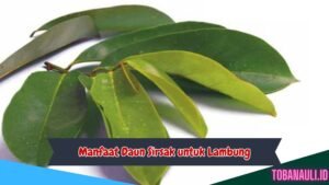 Manfaat Daun Sirsak untuk Lambung