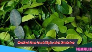 Manfaat Daun Jeruk Nipis untuk Kesehatan