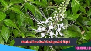 Manfaat Daun Kumis Kucing untuk Ginjal