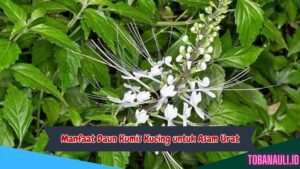 Manfaat Daun Kumis Kucing untuk Asam Urat