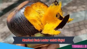 Manfaat Buah Lontar untuk Ginjal