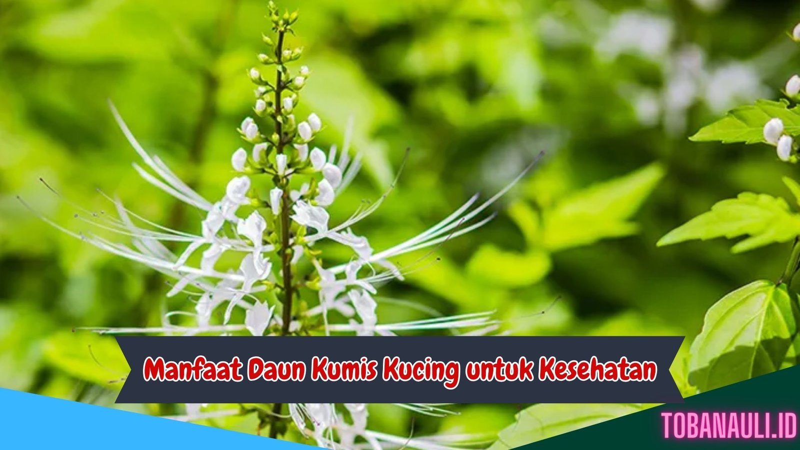 Manfaat Daun Kumis Kucing untuk Kesehatan