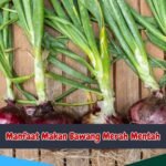 Manfaat Makan Bawang Merah Mentah Sebelum Tidur