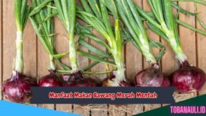 Manfaat Makan Bawang Merah Mentah Sebelum Tidur