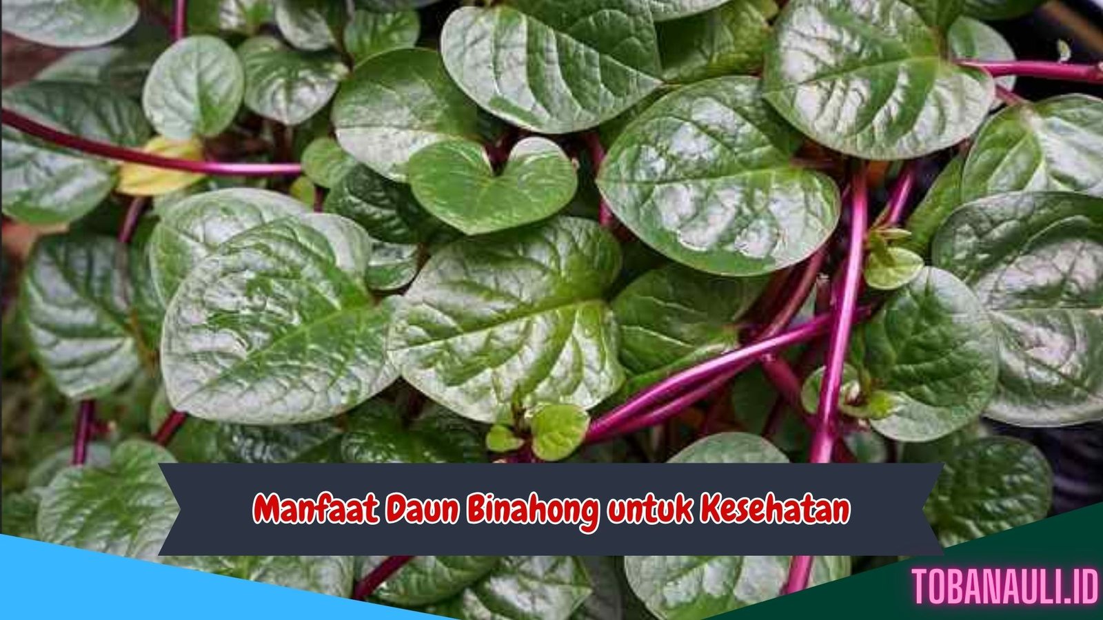 Manfaat Daun Binahong untuk Kesehatan